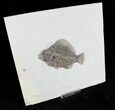 Beautiful Priscacara Fossil Fish - Wyoming #22967-1